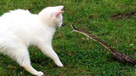 Cats Vs Snake Amazing Fight Between Cats And Snake Part 1 Cats