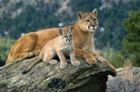 10 Interesting Mountain Lion Facts My Interesting Facts