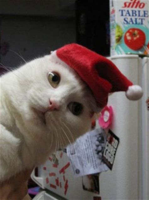 meow   santa hats bro  simpson