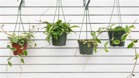 Our Favorite Hanging Houseplants Mulhalls