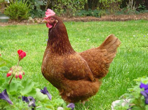 When Hen Starts Laying Eggpeak Timefactors Affects Egg Production