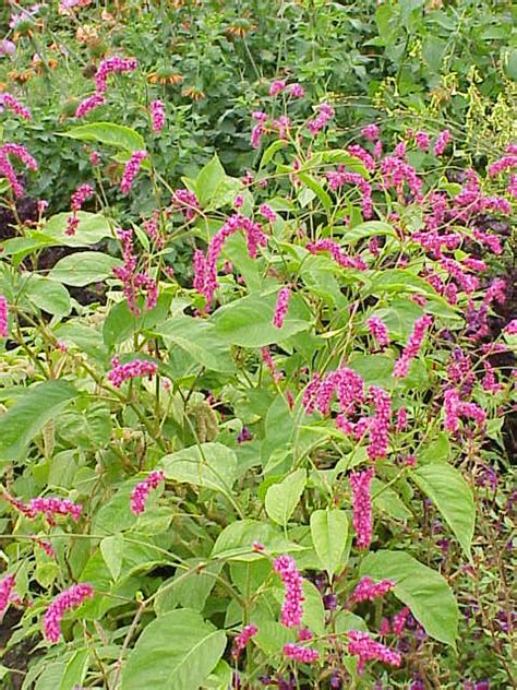 Polygonum Orientale Kiss Me Over The Garden Gate Milaegers