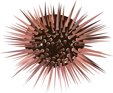 Sea Urchin Clip Art At Vector Clip Art Online Royalty Free