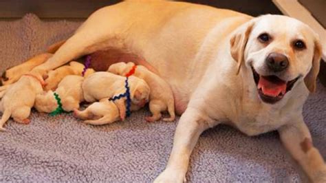 Labrador Retriever Dog Breeds Giving Birth And Nursing
