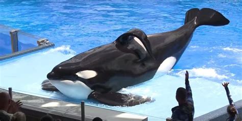 Infamous Killer Whale Tilikum Dies In Captivity Ecowatch