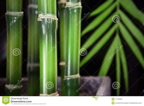 Fond En Bambou De Tige Photo Stock Image Du Noir Vert