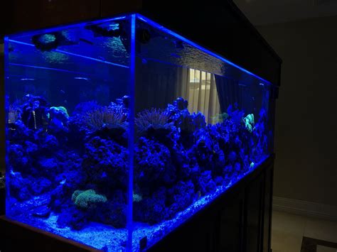 300 Gallon Reef Tank For Sale In Los Angeles Ca Offerup