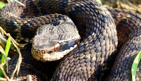 5 Least Known Most Poisonous Snakes In The World