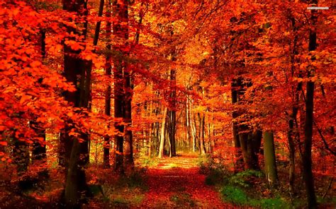 Orange And Red Autumn In The Forest Wallpaper Autumn Scenery Autumn Landscape Autumn Forest