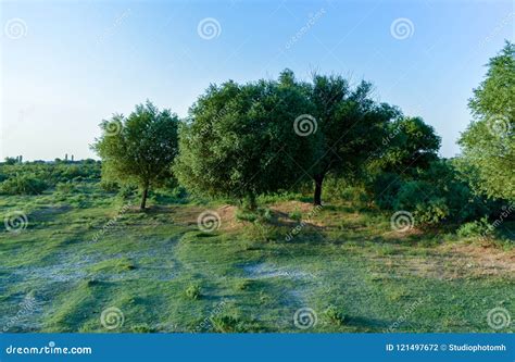 Large Single Maple Tree On Sunny Summer Day In Green Field With Blue