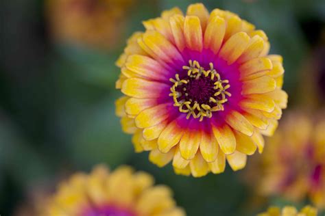 Zinnias Colorful Flower Varieties Are So Easy To Grow