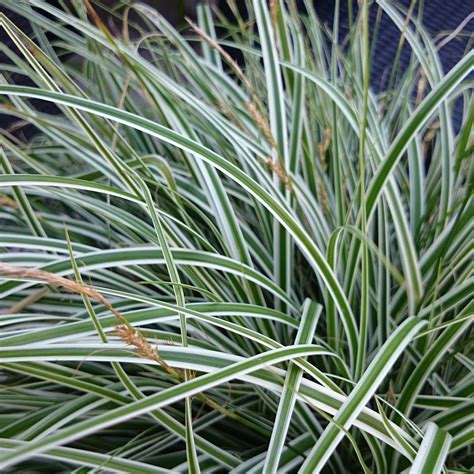 Buy Sedge Carex Oshimensis Everest Fiwhite Pbr Delivery By