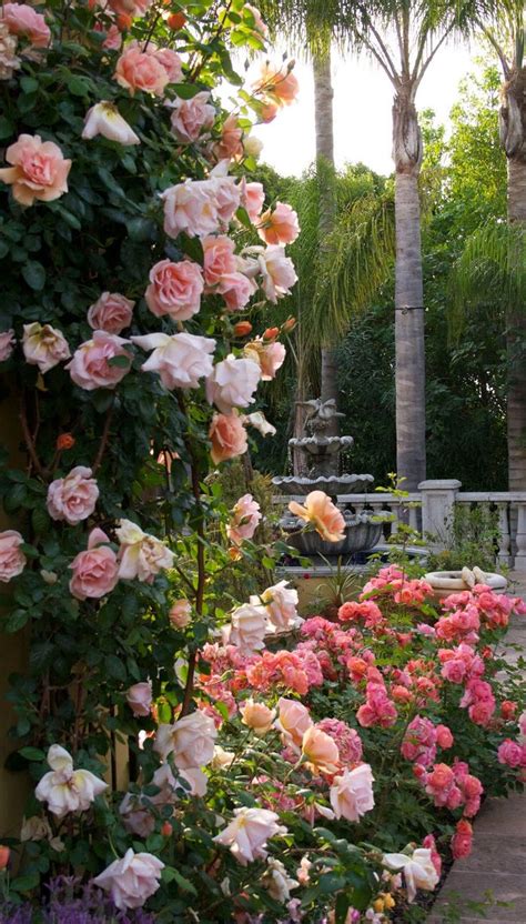 130 Best Roses My Favorites Images On Pinterest