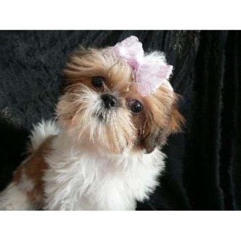 Many breeds of puppies for sale in mayotte , some are sold cheap. Glamorous Shih Tzu, Shih Tzu Breeder in Mechanicstown, Ohio
