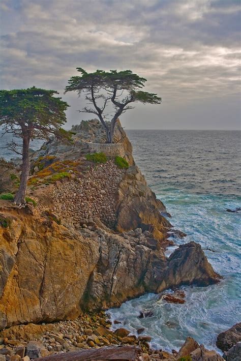 Lone Cypress Monterey California By Photosbyflood Redbubble