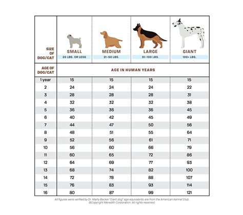 How To Calculate Your Dogs Age In Human Years Daily Paws