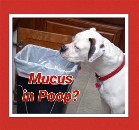 What Causes Mucus In My Pets Poop Holistic Vet And Pet Nutrition