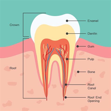 The Importance Of Tooth Enamel Wilkinson Dental