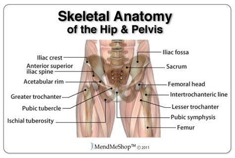 The gluteus medius muscle surrounds the hip from the buttocks to the bony point of the hip bone. Anatomy of the Hip: The hip joint is a ball and socket ...