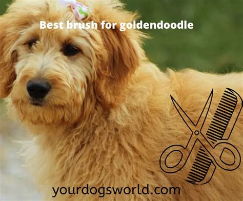 To care for the coats of our furry friends then, we should feed them right. Best Brush for goldendoodle dogs | 2020 review » Your Dogs ...