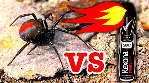 Black widow spiders are often attracted to a building, home, or other structure by spider removal: Deadly Redback Spider Flamethrower Non Chemical Spider ...