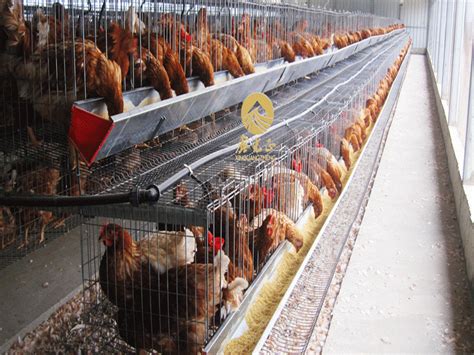 For decades, we have been designing and distributing equipment for modern egg production worldwide. Cheap Poultry Farm Design Layer Chicken House With ...