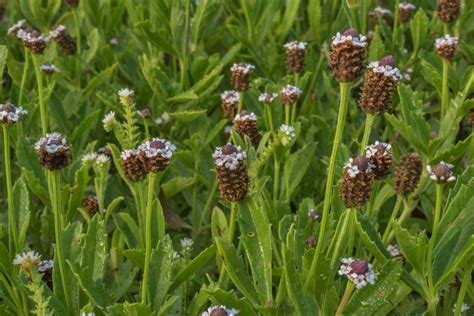 Texas Frog Fruit Search In Pictures