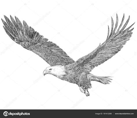 Águila Calva Volando Mano Dibujar Boceto Línea Negra Sobre Fondo fotografía de stock Patthana