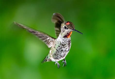 New To Hummingbird Photography — Digital Grin Photography Forum