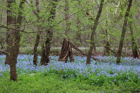 Virginia Bluebells Mertensia Virginica Merrimac Farm Wi Flickr