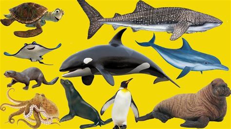 Animals Show Sea Animals Learn For Kids Learn Sea Animals Water