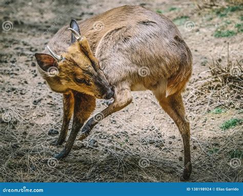 Sika Deer Stock Photo Image Of Green Animal Mammal 138198924