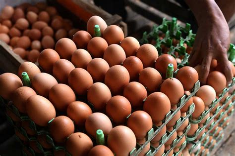 Jelang Ramadan Harga Telur Ayam Mulai Meragkak Naik