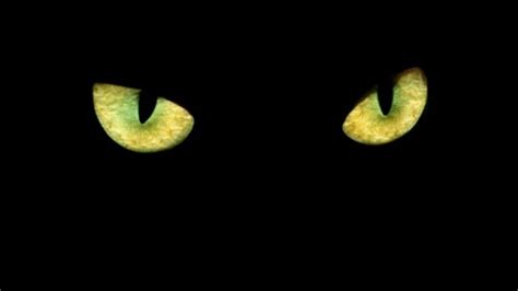 Spooky Sight Why Animal Eyes Can Give Off An Eerie Glow Cbc News