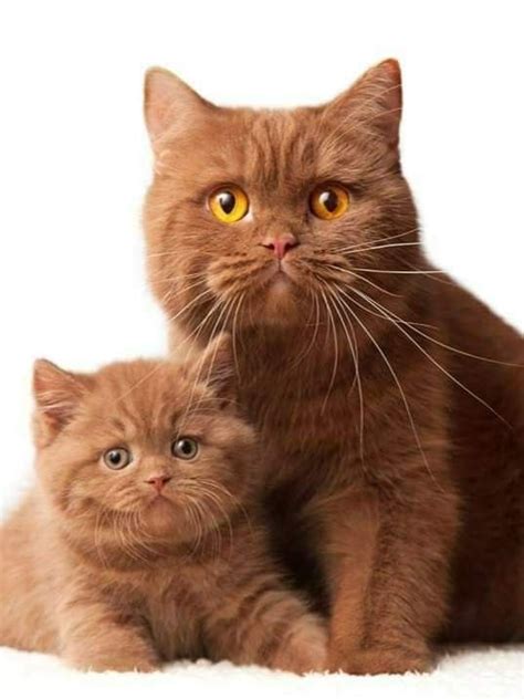 Cinnamon British Shorthair Cats British Shorthair Cats Baby Cats