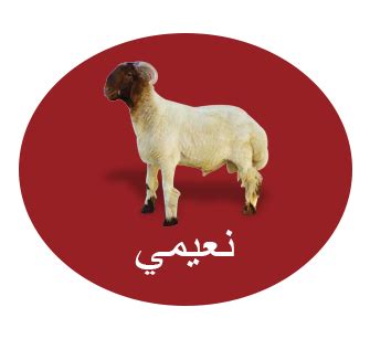 دمج جميع الصور في ملف pdf واحد. ذبيحتى