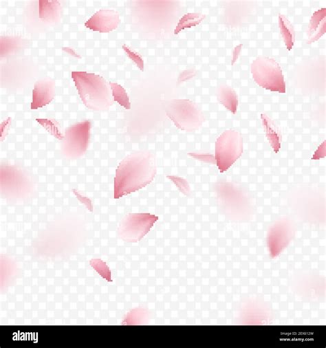 Falling Pink Sakura Petals On Transparent Background Realistic Vector