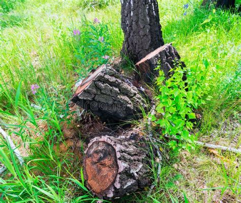 Three Stump From Felled Birch Trees In Forest Stock Image Image Of