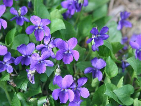 Keira Mountgarrett Small Purple And White Flowers In Grass Guide To