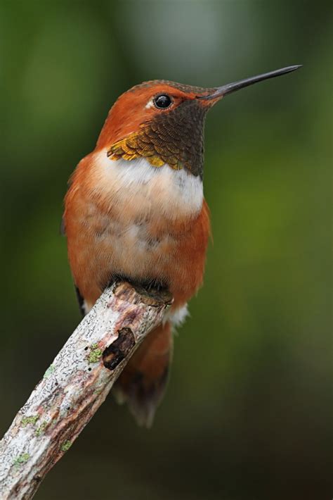 The Rufous Hummingbird Coles Bird Of The Month For August Coles