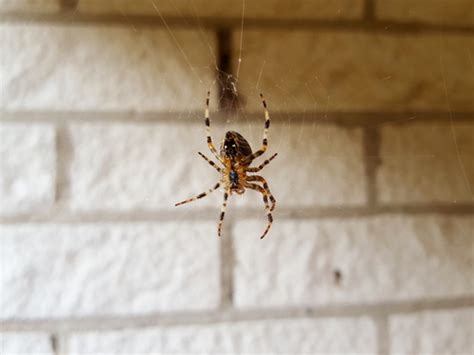 Cc Dallas Common House Spiders Found In Florida Oct