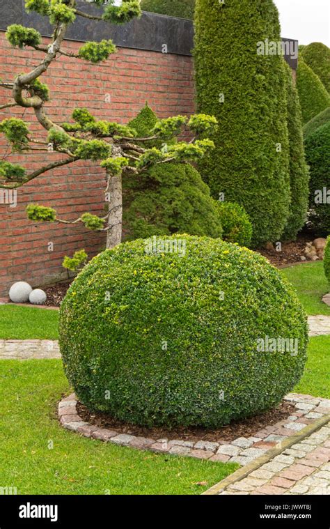 Common Boxwood Buxus Sempervirens With Spherical Shape Stock Photo