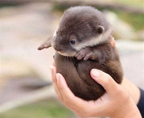 Cute Baby Sea Otters Cute Animals Images Cute Animals Baby Otters