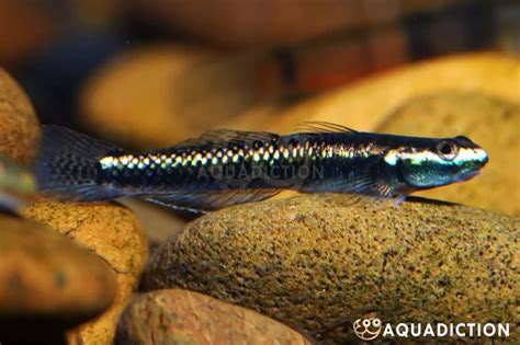 Blue Neon Goby Stiphodon Atropurpureus Fish Profile And Care Guide