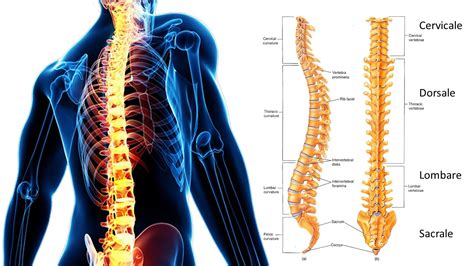 Da Quante Vertebre è Composta La Colonna Vertebrale - La colonna vertebrale - Salute del corpo