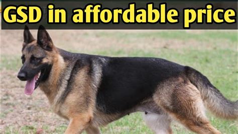 1 Year Old German Shepherd Female Dog Available For Sale Youtube