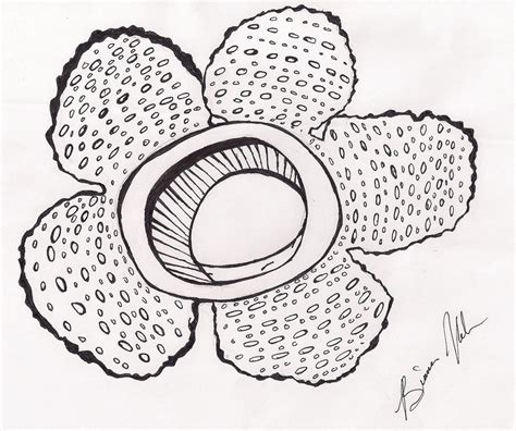 Rafflesia Clip Art Inspirasi Penting