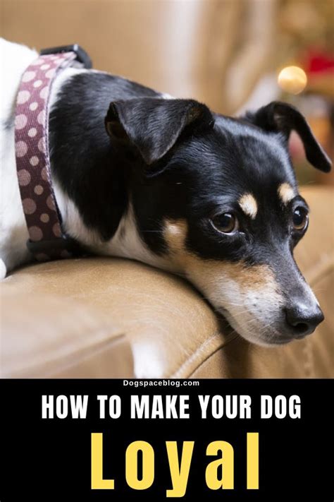 How To Make Your Dog Loyal Dogspaceblog Dogs Dog Training Advice