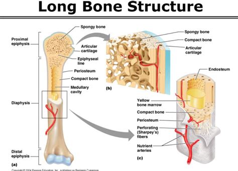 Human Bones Anatomy Basic
