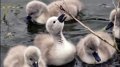 Swan Ducklings They Are So Cute Birds Photo 36100426 Fanpop